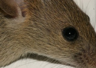 Rodent Pest Control Services - Preston and Lancashire